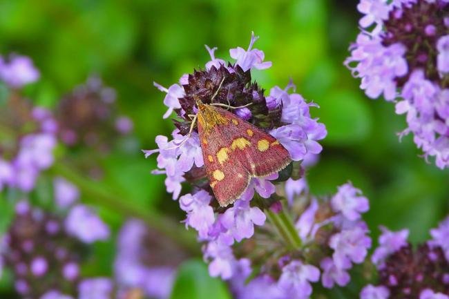 Pyrausta purpuralis, adult. Chester-le-Street, 18-07-2019. Copyright Keith Dover.