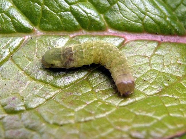 Angle Shades (Phlogophora meticulosa), larval. Taken outside Durham, 01-05-2005. Copyright Keith Dover.