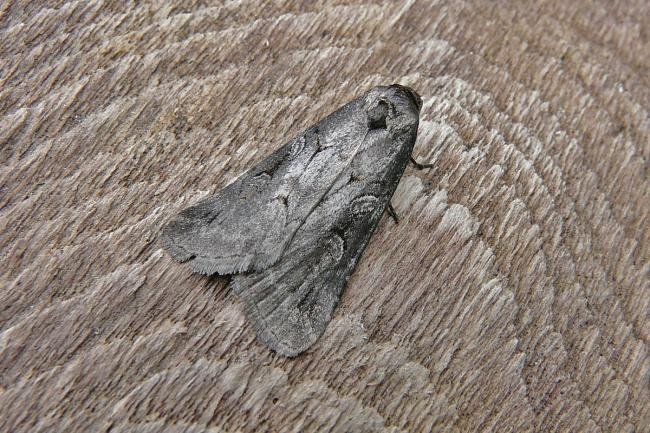 Anomalous (Stilbia anomala), adult. 04-08-2014. Copyright Keith Dover.