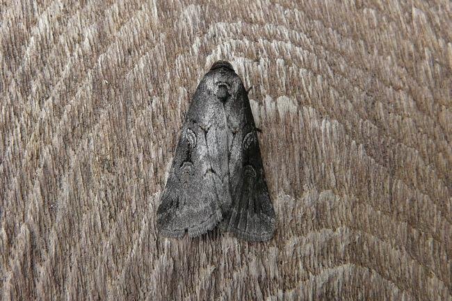 Anomalous (Stilbia anomala), adult. 04-08-2014. Copyright Keith Dover.