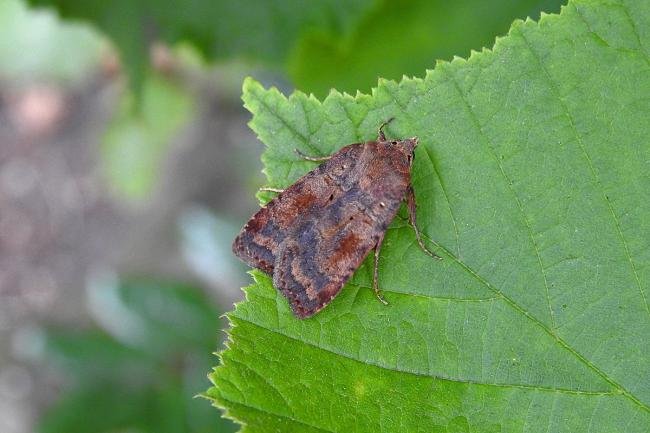 Barred Chestnut (Diarsia dahlii), adult. Chester-le-Street, 06-08-2017. Copyright Keith Dover.