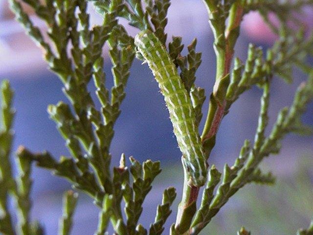 Blair's Shoulder-knot (Lithophane leautieri), larval. Copyright Keith Dover.