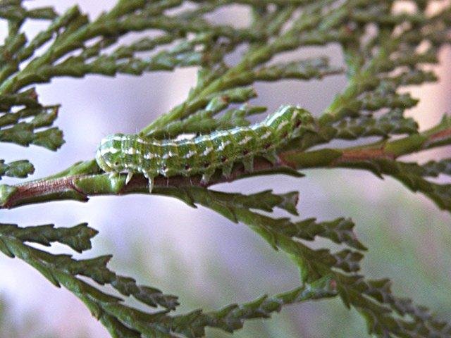 Blair's Shoulder-knot (Lithophane leautieri), larval. Copyright Keith Dover.