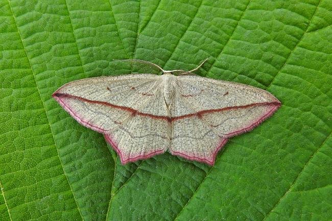 Blood-Vein (Timandra comae), adult. Chester-le-Street, 02-06-2017. Copyright Keith Dover.