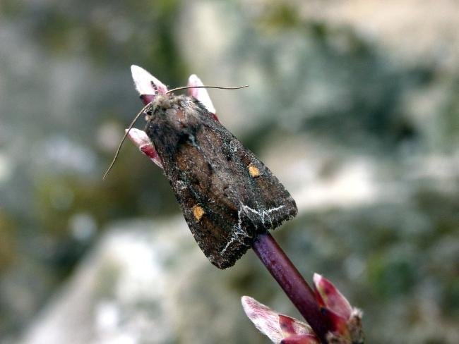 Bright-line Brown-eye (Lacanobia oleracea), adult. Taken outside Durham, 04-04-2005. Copyright Keith Dover.