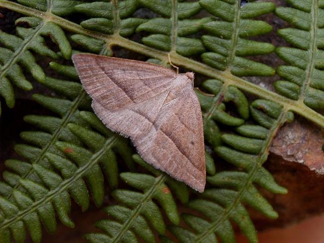 Brown Silver-line (Petrophora chlorosata), adult. Taken outside Durham, 29-07-2004. Copyright Keith Dover.
