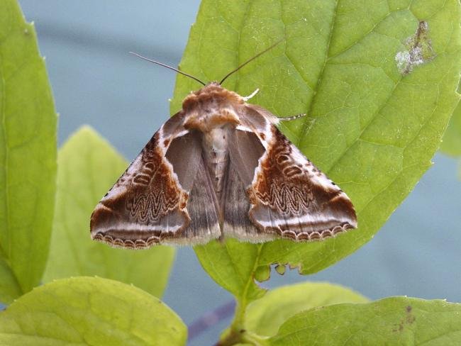 Buff Arches (Habrosyne pyritoides), adult. Chester-le-Street, 28-06-2006. Copyright Keith Dover.