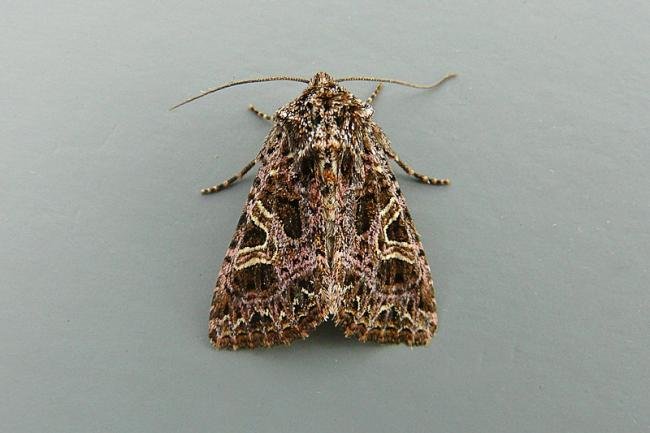 Campion (Sideridis rivularis), adult. Chester-le-Street, 01-09-2014. Copyright Keith Dover.