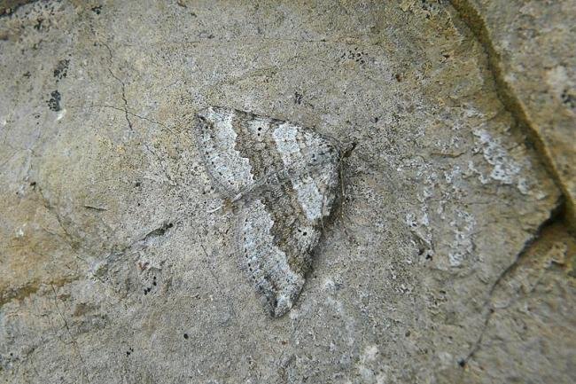 Chalk Carpet (Scotopteryx bipunctaria), adult. Fulwell Quarry, 13-07-2012. Copyright Keith Dover.