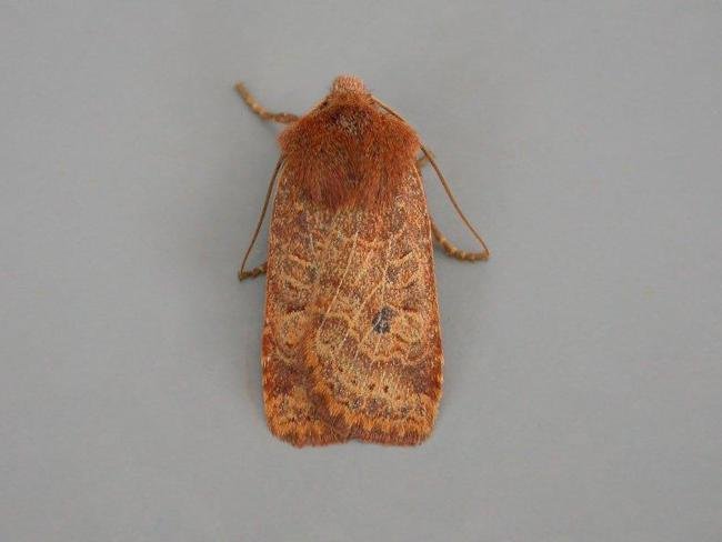 Chestnut (Conistra vaccinii), adult. Chester-le-Street. Copyright Keith Dover.