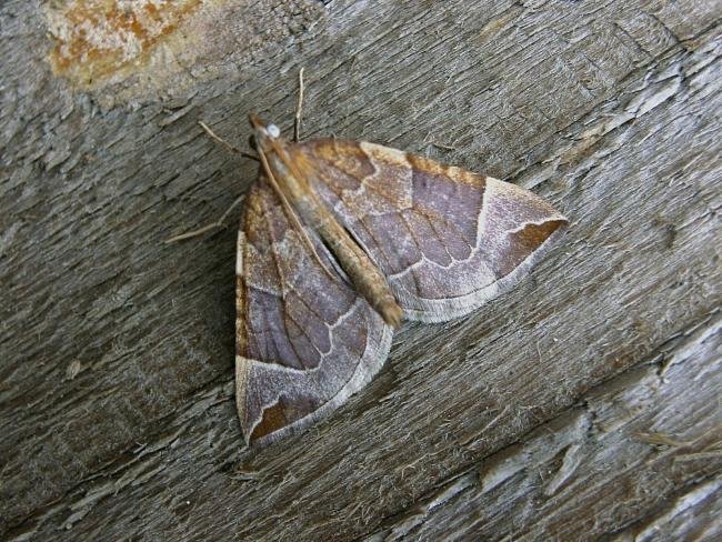 Chevron (Eulithis testata), adult. Taken outside Durham, 17-08-2006. Copyright Keith Dover.