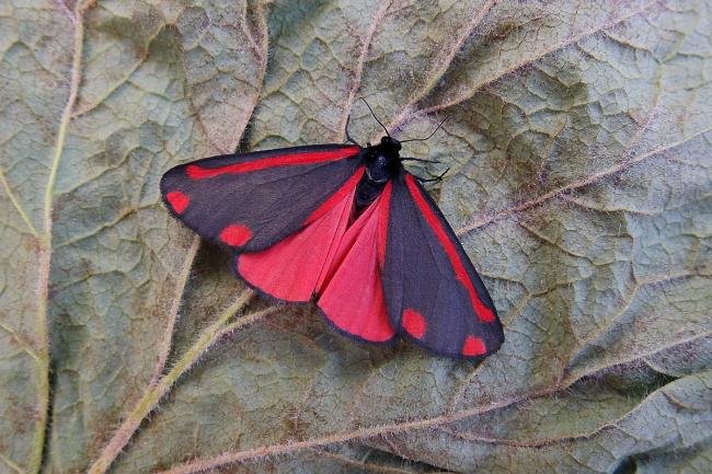 Cinnabar (Tyria jacobaeae), adult. Chester-le-Street, 16-06-2018. Copyright Keith Dover.