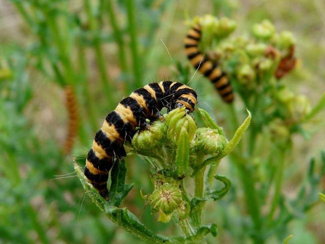 Cinnabar (Tyria jacobaeae), larval. Taken outside Durham, 17-07-2008. Copyright Keith Dover.