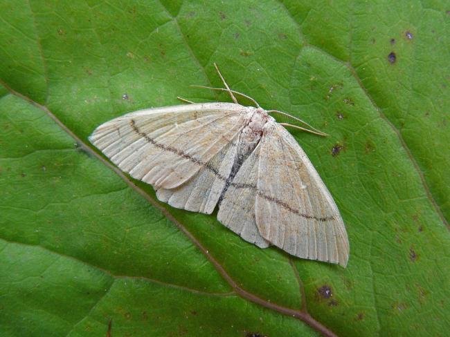 Clay Triple-lines (Cyclophora linearia), adult. Framwellgate Moor, 06-08-2009. Copyright Keith Dover.