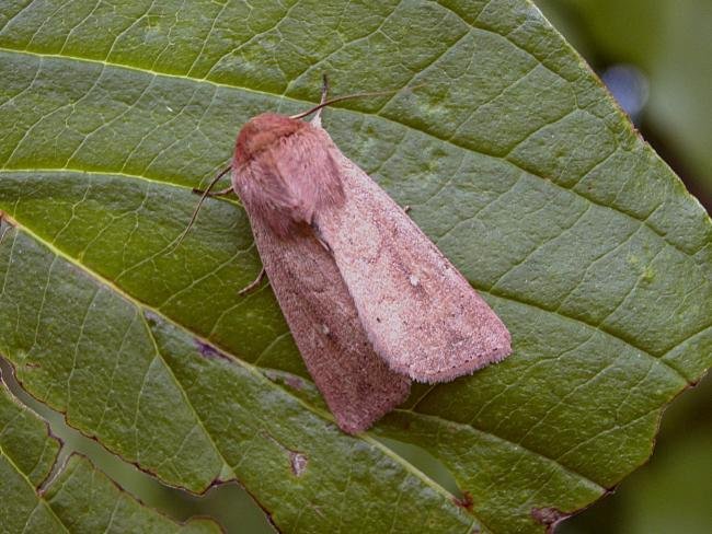 Clay (Mythimna ferrago), adult. Chester-le-Street, 09-07-2005. Copyright Keith Dover.