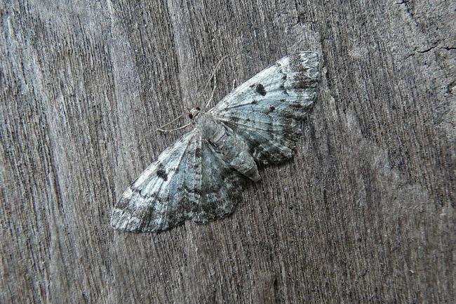 Cloaked Pug (Eupithecia abietaria), adult. Taken outside Durham, 04-07-2013. Copyright Keith Dover.