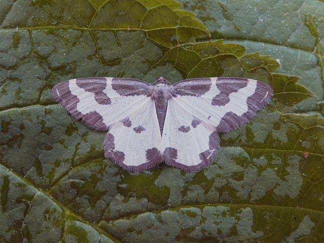 Clouded Border (Lomaspilis marginata), adult. Taken outside Durham, 14-06-2006. Copyright Keith Dover.
