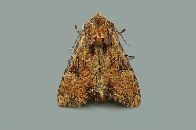 Clouded Brindle (Apamea epomidion), adult. Taken outside Durham, 04-07-2013. Copyright Keith Dover.