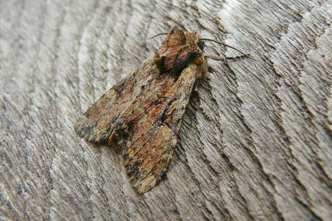 Clouded Brindle (Apamea epomidion), adult. Taken outside Durham, 04-07-2013. Copyright Keith Dover.