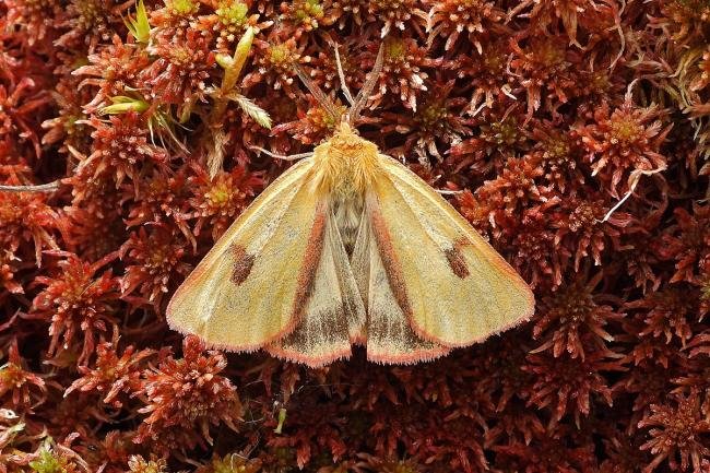 Clouded Buff (Diacrisia sannio), adult. 11-06-2021. Copyright Keith Dover.