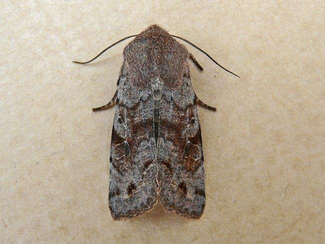 Clouded Drab (Orthosia incerta), adult. Chester-le-Street, 22-03-2009. Copyright Keith Dover.