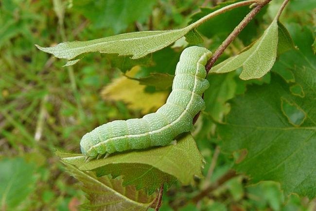 Clouded Drab (Orthosia incerta), larval. Simpasture Junction, 10-06-2011. Copyright Keith Dover.