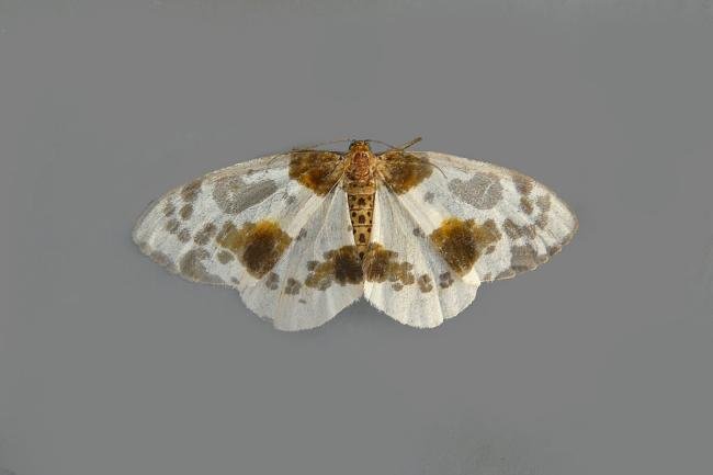 Clouded Magpie (Abraxas sylvata), adult. Taken outside Durham, 14-08-2012. Copyright Keith Dover.