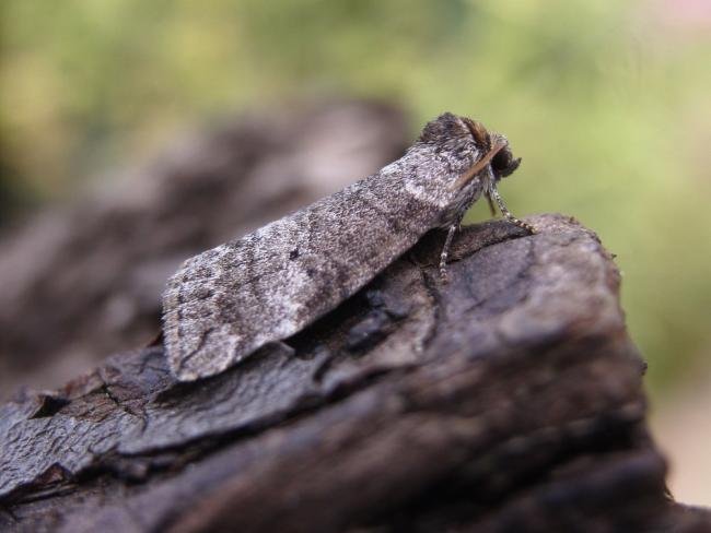 Common Lutestring (Ochropacha duplaris), adult. Taken outside Durham, 10-08-2007. Copyright Keith Dover.