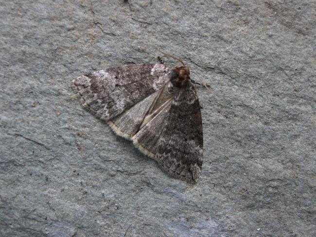 Common Lutestring (Ochropacha duplaris), adult. Taken outside Durham, 10-08-2007. Copyright Keith Dover.