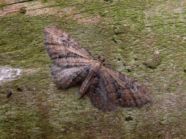 Common Pug (Eupithecia vulgata), adult. Chester-le-Street, 05-06-2006. Copyright Keith Dover.