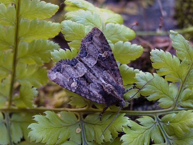 Common Rustic (Mesapamea secalis), adult. Chester-le-Street, 12-07-2005. Copyright Keith Dover.