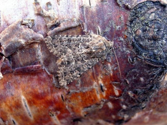 Confused (Apamea furva), adult. Chester-le-Street, 06-09-2005. Copyright Keith Dover.