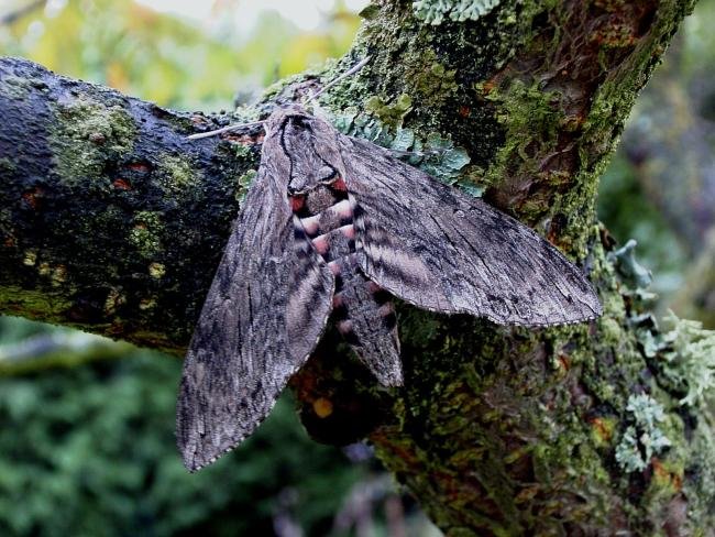 Convolvulus Hawk-moth (Agrius convolvuli), adult. Taken outside Durham, 12-10-2005. Copyright Keith Dover.
