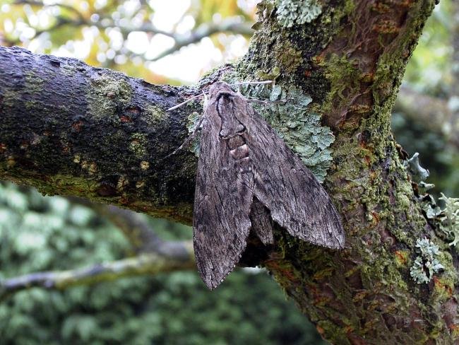 Convolvulus Hawk-moth (Agrius convolvuli), adult. Taken outside Durham, 12-10-2005. Copyright Keith Dover.