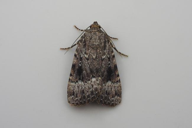 Copper Underwing (Amphipyra pyramidea), adult. Chester-le-Street, 20-08-2021. Copyright Keith Dover.