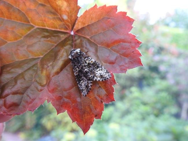 Coronet (Craniophora ligustri), adult. Taken outside Durham, 20-06-2017. Copyright Keith Dover.
