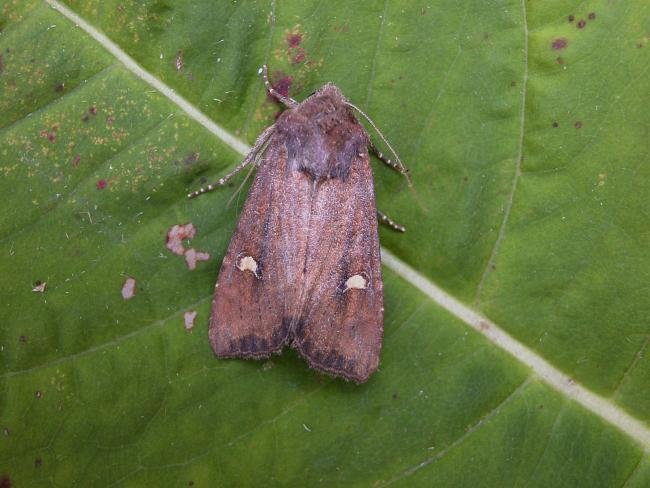 Crescent (Helotropha leucostigma), adult. Taken outside Durham, 18-08-2006. Copyright Keith Dover.