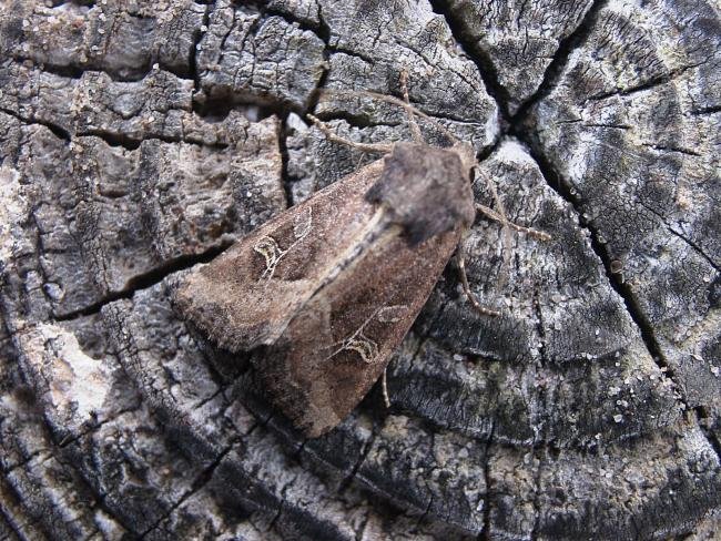 Crescent (Helotropha leucostigma), adult. Taken outside Durham, 16-08-2006. Copyright Keith Dover.