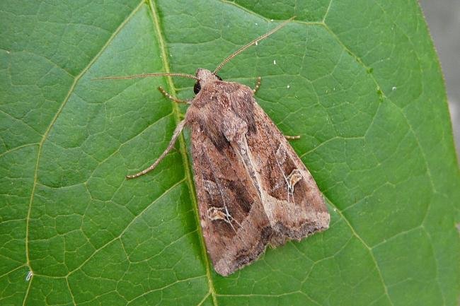 Crescent (Helotropha leucostigma), adult. Taken outside Durham, 23-08-2012. Copyright Keith Dover.
