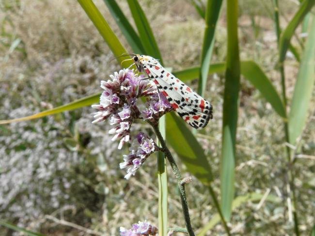 Crimson Speckled (Utetheisa pulchella), adult. 16-05-2010. Copyright Keith Dover.