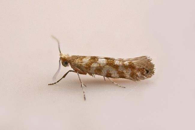 Cypress Tip Moth (Argyresthia cupressella), adult. Chester-le-Street, 16-06-2025. Copyright Keith Dover.