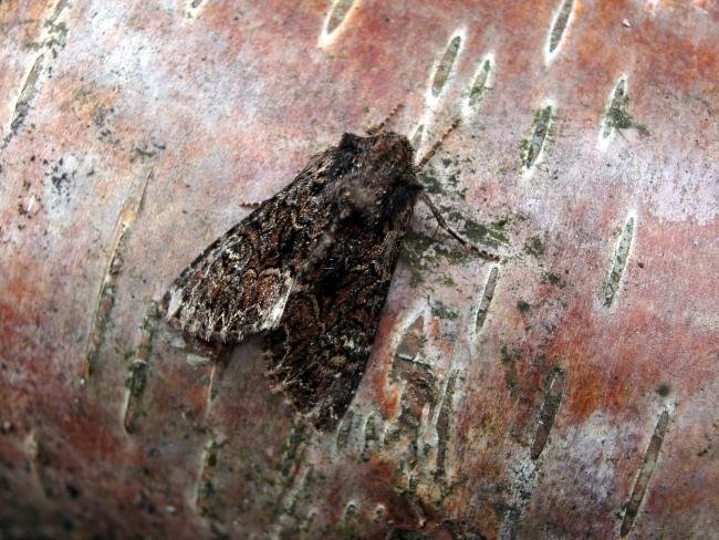 Dark Brocade (Mniotype adusta), adult. Taken outside Durham, 14-07-2005. Copyright Keith Dover.