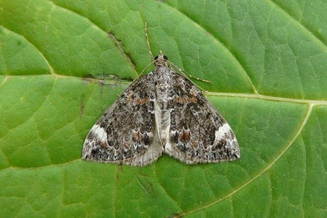 Dark Marbled Carpet (Dysstroma citrata), adult. Chester-le-Street, 19-07-2014. Copyright Keith Dover.