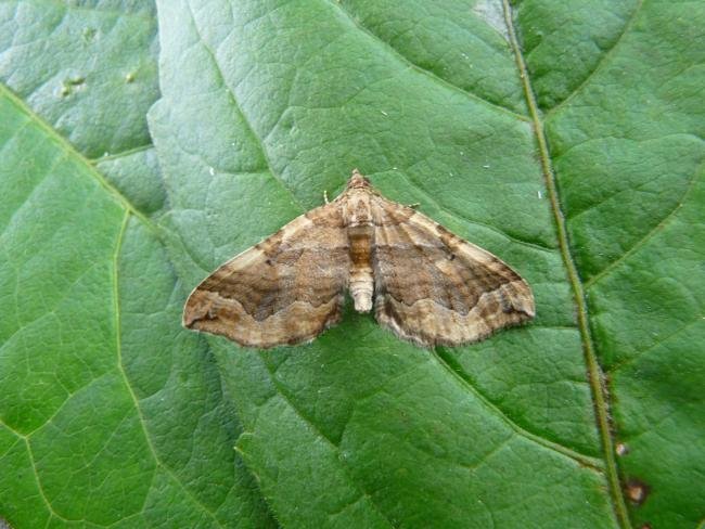 Dark Spinach (Pelurga comitata), adult. Chester-le-Street, 01-08-2010. Copyright Keith Dover.