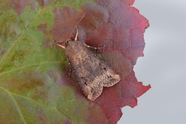 Dark Sword-grass (Agrotis ipsilon), adult. Chester-le-Street, 04-09-2019. Copyright Keith Dover.