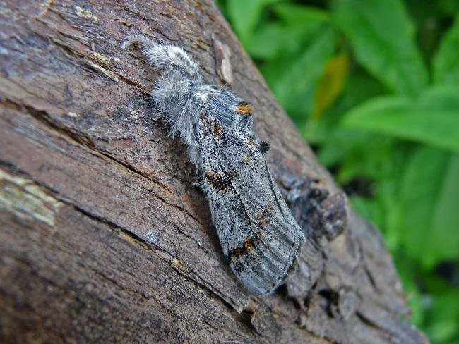 Dark Tussock (Dicallomera fascelina), adult. Taken outside Durham, 13-06-2009. Copyright Keith Dover.