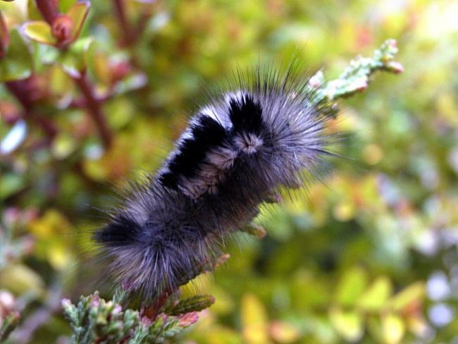 Dark Tussock (Dicallomera fascelina), larval. Waskerley, 26-04-2005. Copyright Keith Dover.