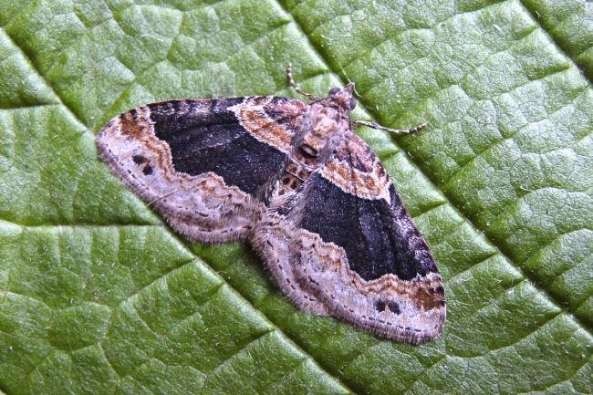 Dark-barred Twin-spot Carpet (Xanthorhoe ferrugata), adult. Taken outside Durham, 04-06-2007. Copyright Keith Dover.