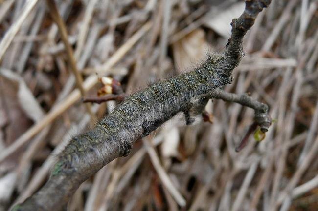 December Moth (Poecilocampa populi), larval. Taken outside Durham, 19-04-2010. Copyright Keith Dover.