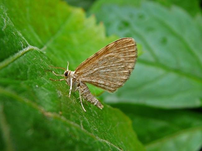 Dingy Shell (Euchoeca nebulata), adult. Taken outside Durham, 15-06-2009. Copyright Keith Dover.